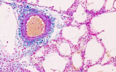 Ipamorelin’s Interactions with Pituitary Cell Sensitivity and Capacity for GH Pulsatility
