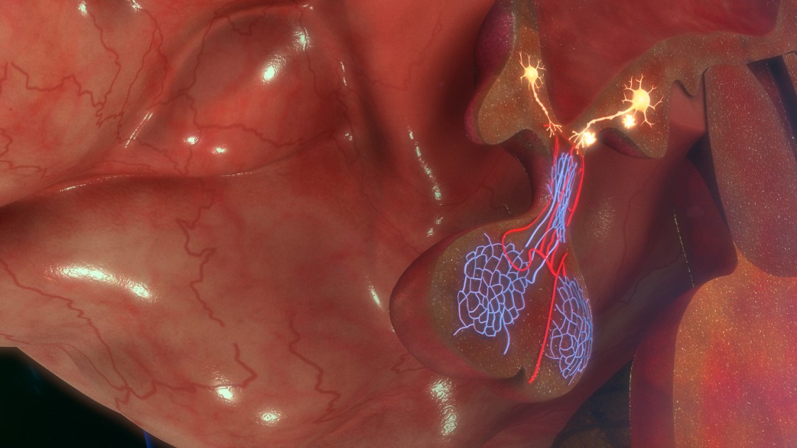 Triptorelin Research for Both Suppression and Stimulation of Pituitary-Gonadal Function