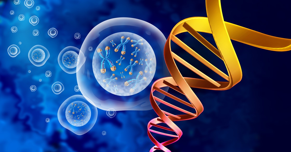 FOXO4-DRI Peptide Potential Interactions with Aged Cell Cultures